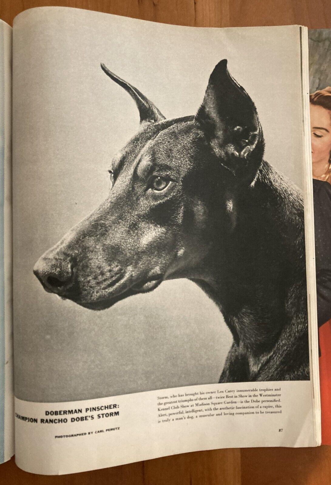 3 Doberman Pinscher Dog Magazines Rancho Dobes Storm Life Esquire 1952 1953 1955
